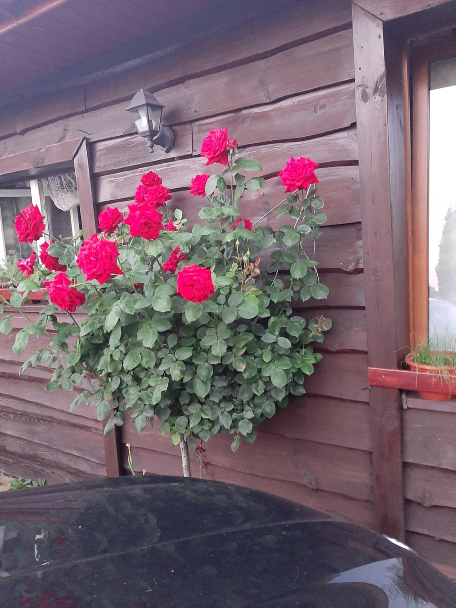 Zielone Zacisze Apartment Zagnansk Екстериор снимка